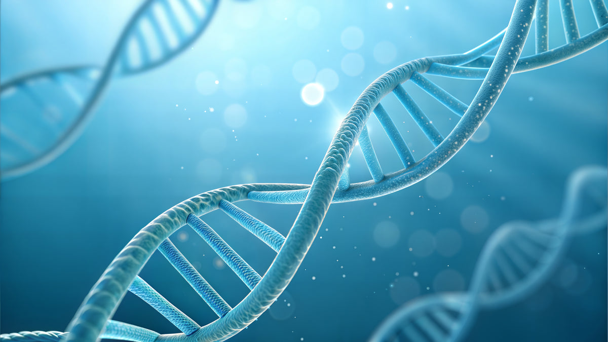 DNA strands representing longevity science